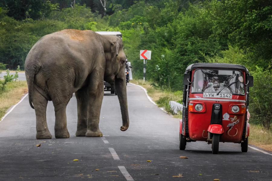 Elefant auf der Straße in Sri Lanka